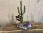 Medium Saguaro & Tree on Amethyst